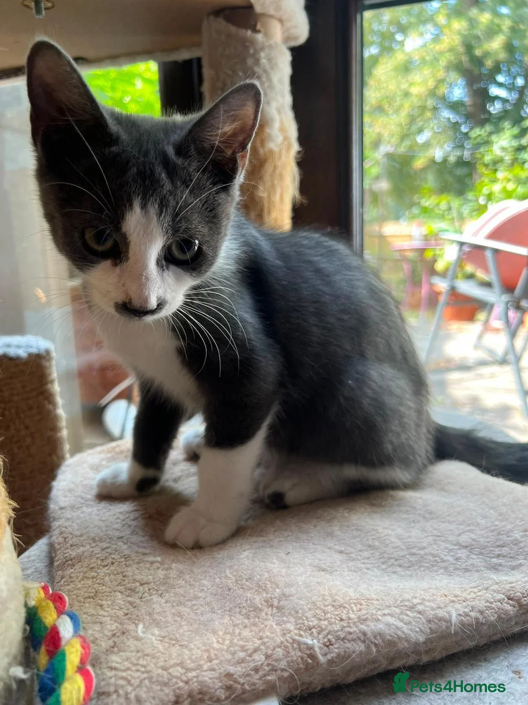 Mixed Breed cats for adoption: Little Bear is a cutie boy looking for a home in Hook - Advert 2