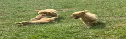 Golden Retriever dogs for sale: KC Healthy Golden Retriever Puppies - Advert 24
