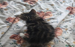 British Shorthair cats for sale: KITTENS LOOKING FOR HOMES - Image 8