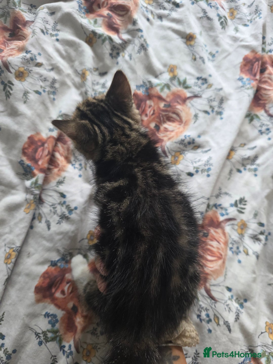 British Shorthair cats for sale: KITTENS LOOKING FOR HOMES - Image 8