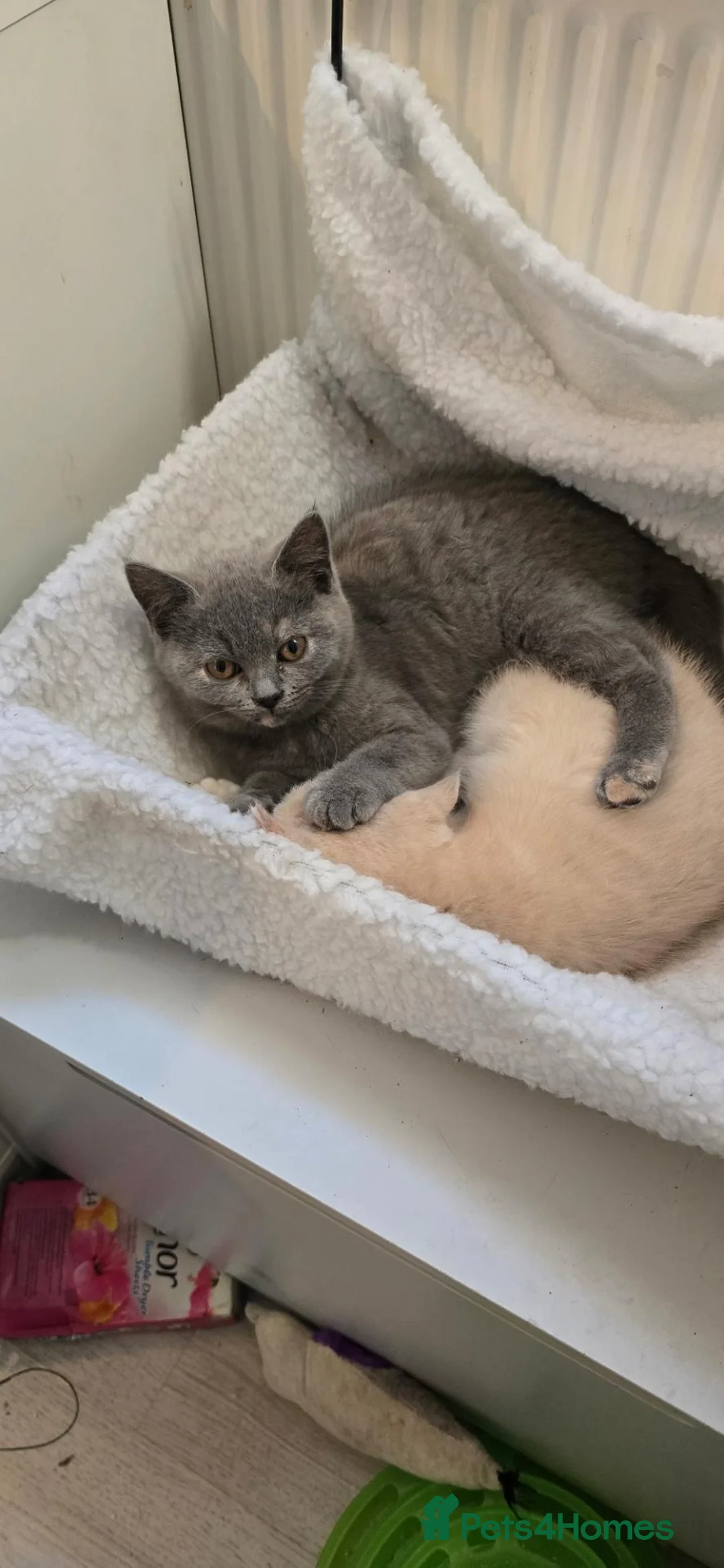 British Shorthair cats for sale: Purebred British shorthair kittens - Advert 14