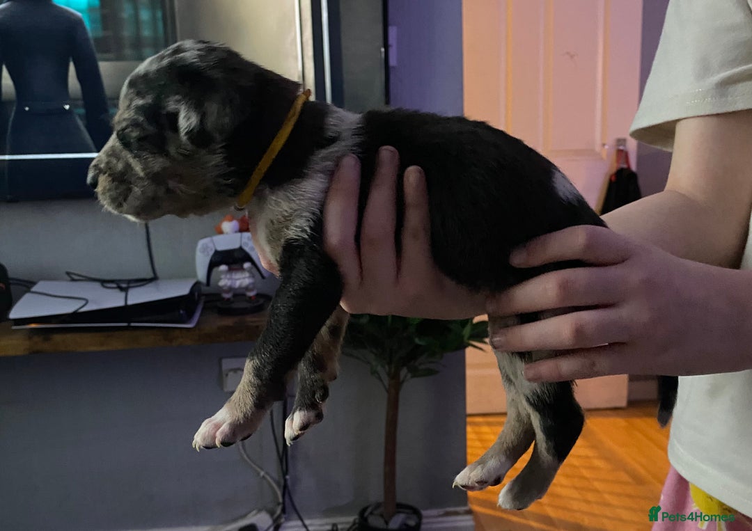 Mixed Breed dogs for sale: Cane corso x  - Image 10