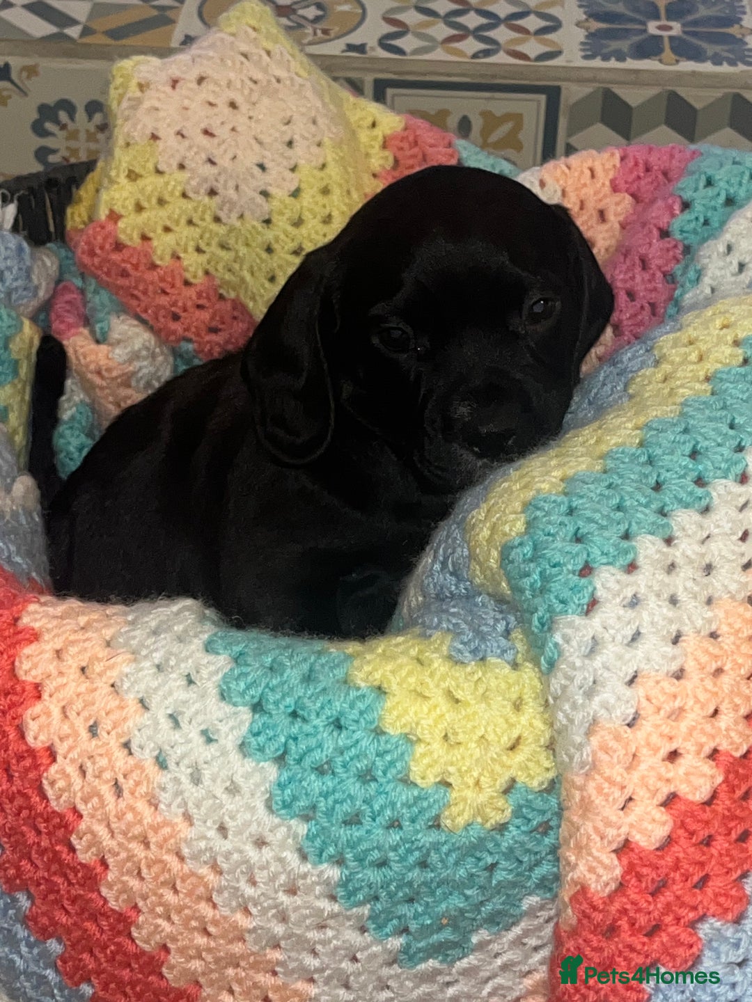 Mixed Breed dogs for sale: F2 cockapoo cross Spaniel cross  - Advert 4