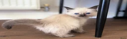 Ragdoll cats for sale: Ragdoll GCCF registered kittens - 9 weeks old - Advert 24