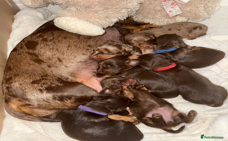 Miniature Dachshund dogs - Advert 7