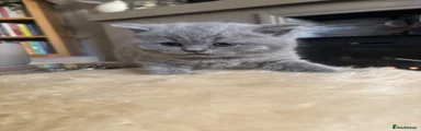 British Shorthair 5