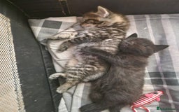 British Shorthair cats for sale:  Lovely 3 tabby male & 3 black female kittens. - Image 19