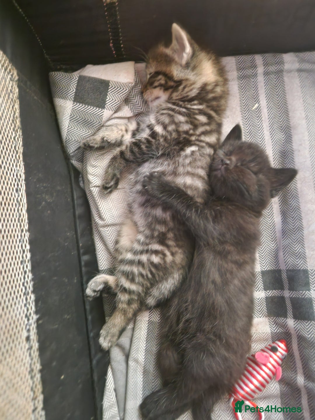 British Shorthair cats for sale:  Lovely 3 tabby male & 3 black female kittens. - Image 19