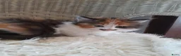 Mixed Breed cats for sale: Tortoiseshell/ calico fluffy  - Advert 2