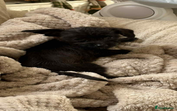 Mixed Breed dogs for sale: Chihuahua x Jack Russell - Image 3