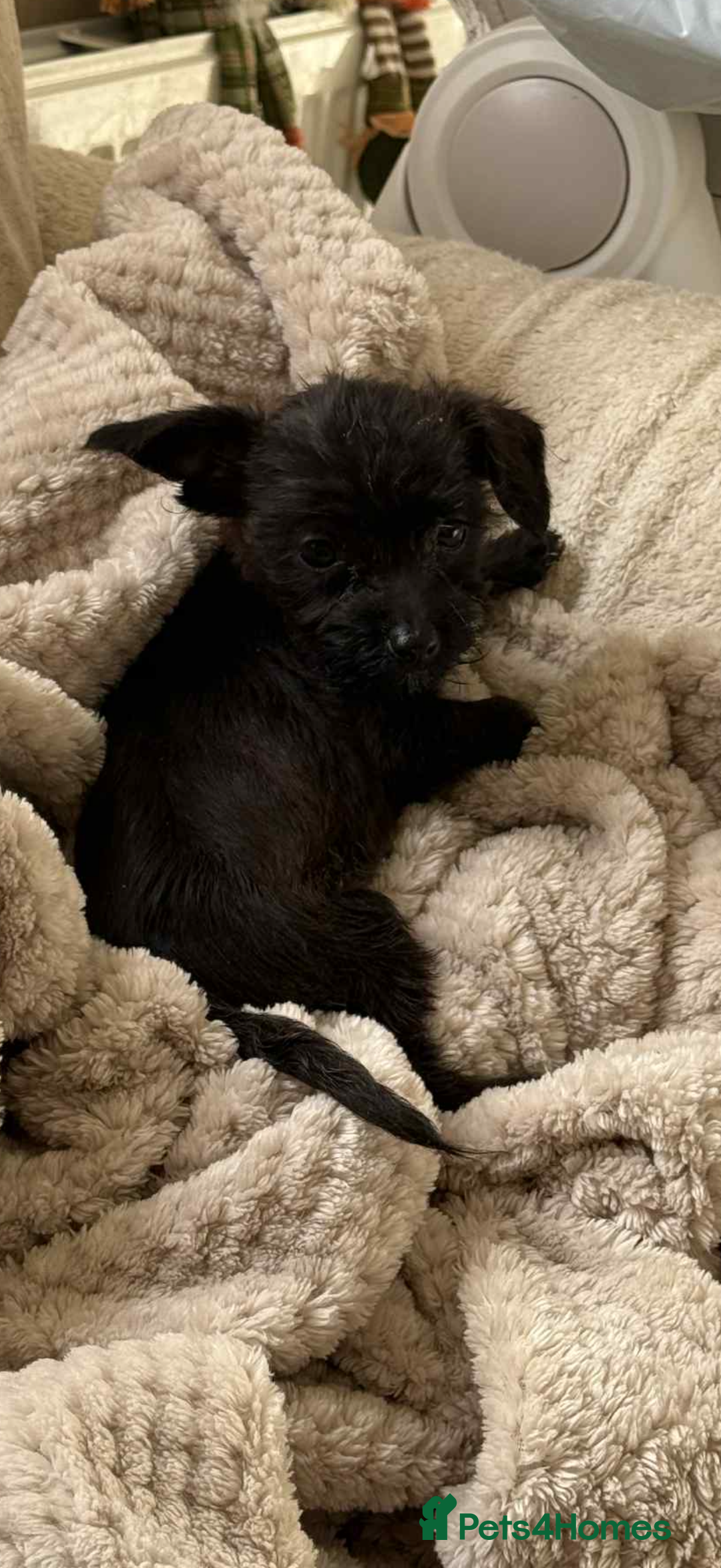 Mixed Breed dogs for sale: Chihuahua x Jack Russell - Image 3
