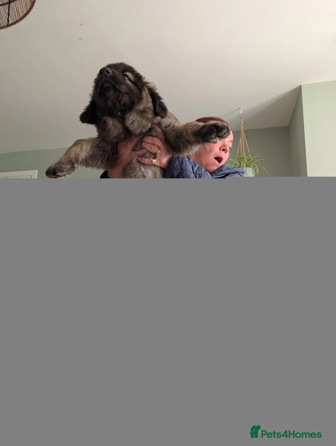 Mixed Breed dogs for sale: Huge fluffy CAUCASIAN BELGIAN girl  in Hartlepool - Advert 2