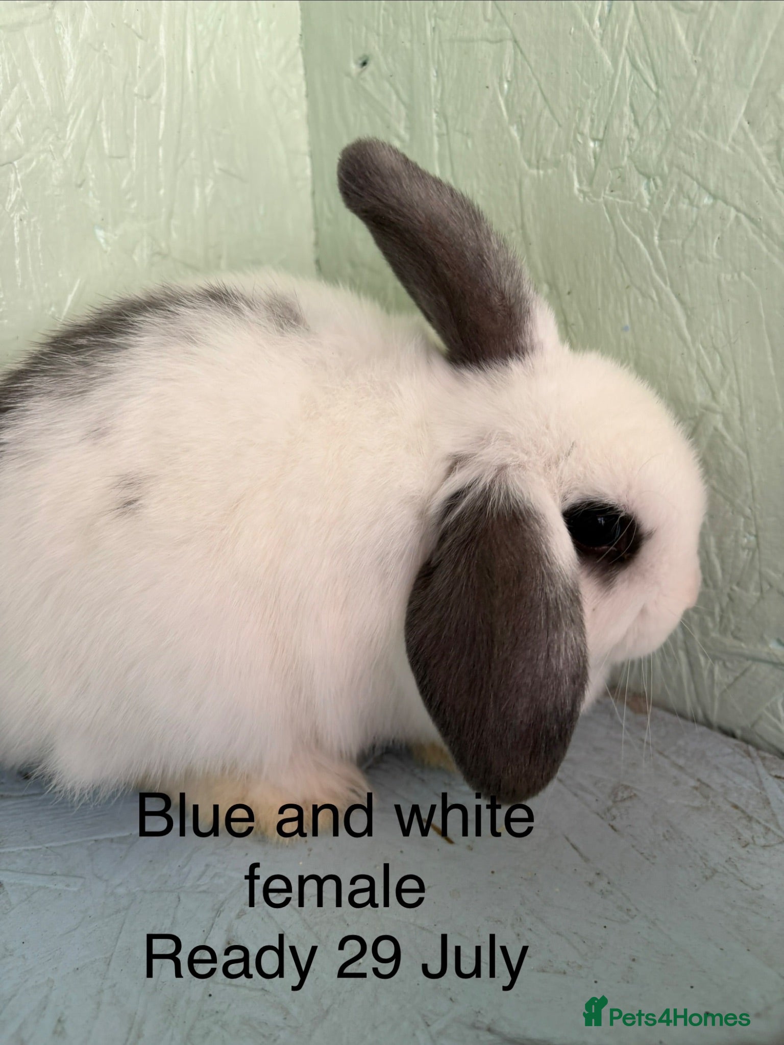 Mini Lop rabbits Adorable friendly mini lop babies  - Advert 19