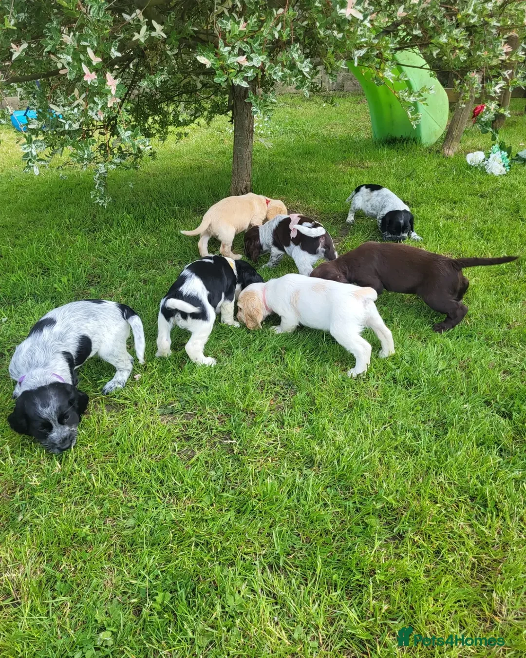 Cocker Spaniel dogs for stud: PROVEN STUD DOG HEALTH TESTED in Ingatestone - Image 8