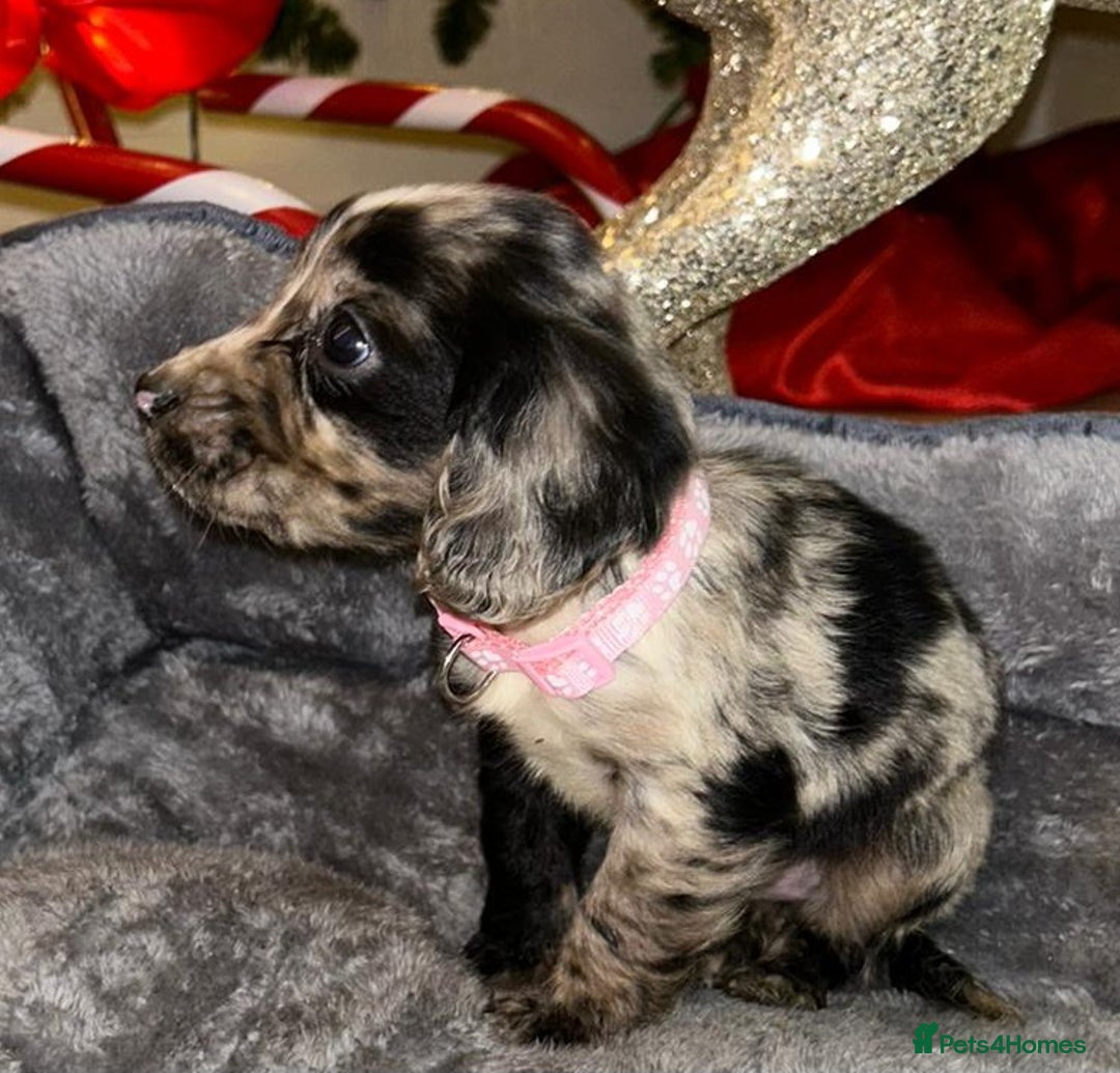 Cocker Spaniel dogs for sale: 6 beautiful cocker spaniel puppies  - Advert 15