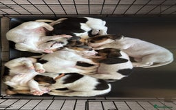 Beagle dogs for sale: Beagle puppies for sale,ready end of July - Image 16