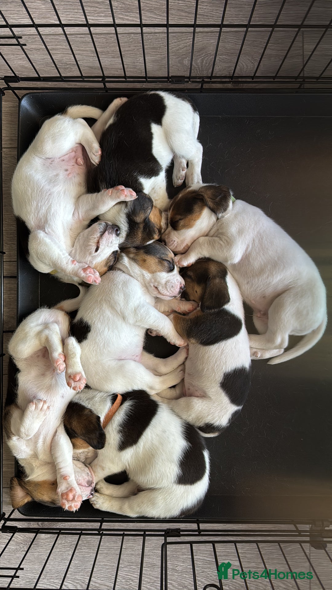 Beagle dogs for sale: Beagle puppies for sale,ready end of July - Image 16