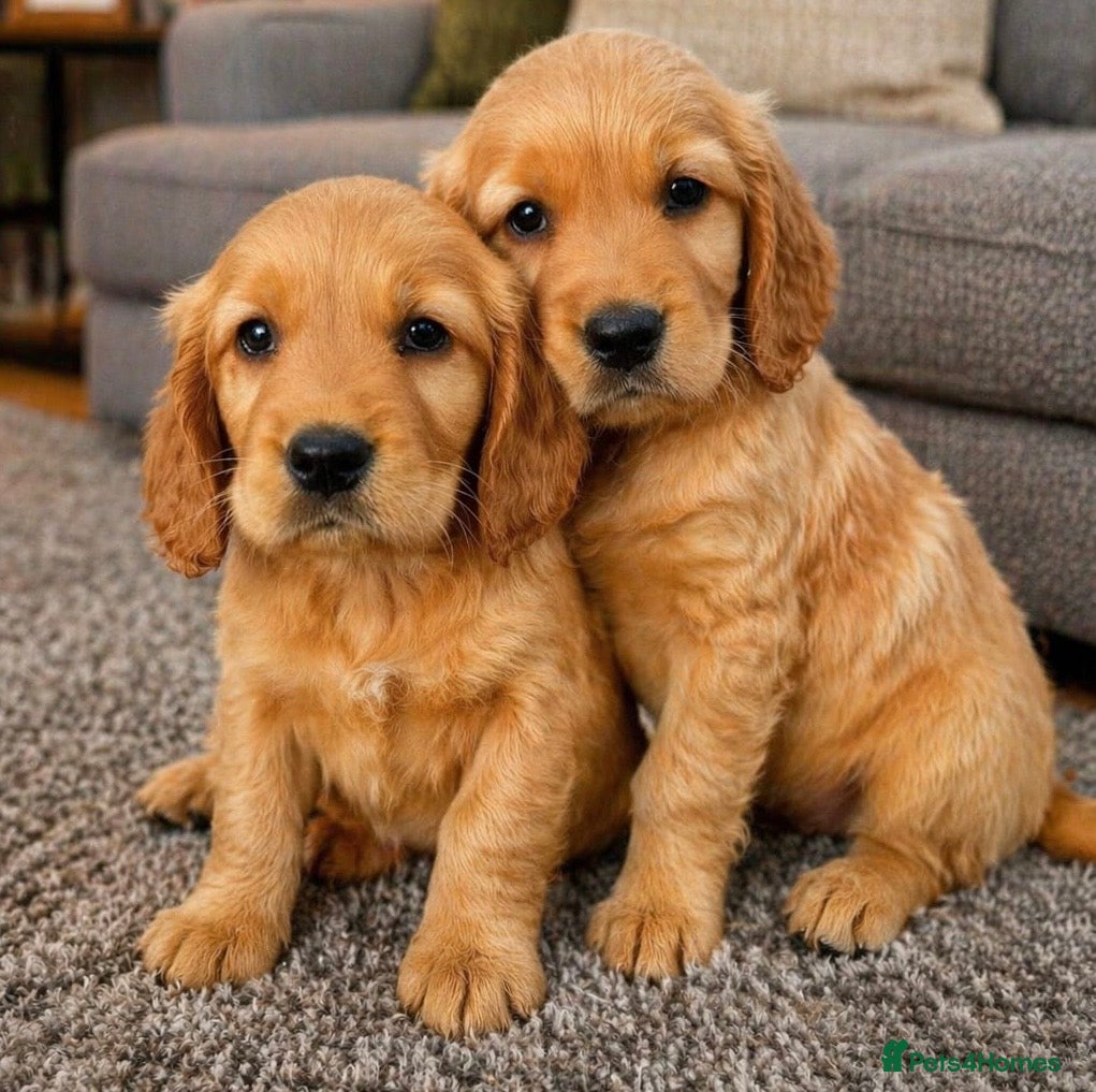 Cocker Spaniel dogs 🦋🦋 Rosie’s Baby’s 🦋🦋 - Advert 1