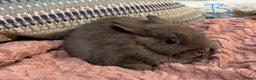 Netherland Dwarf rabbits for sale: 2 beautiful chocolate coloured netherland dwarfs - Advert 3