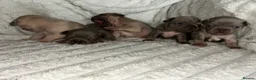 French Bulldog dogs for sale: French bulldog puppies  - Advert 3