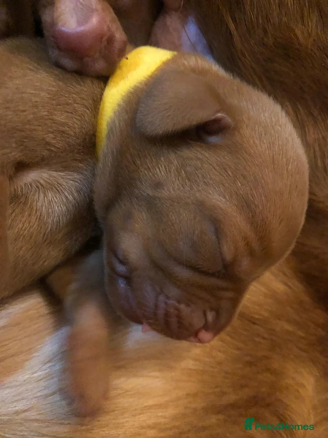 Hungarian Vizsla dogs for sale: Pedigree Vizsla Puppies in Doncaster - Advert 23