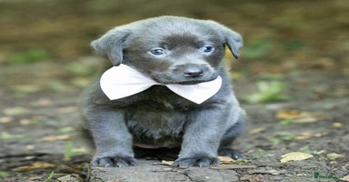 Labrador Retriever dogs - Advert 3