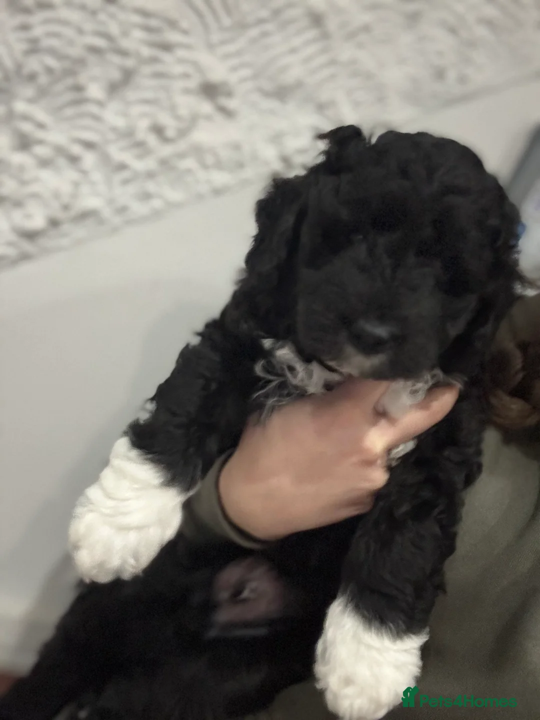 Mixed Breed dogs for sale: Double Doodle X Border Collie puppies - Advert 26