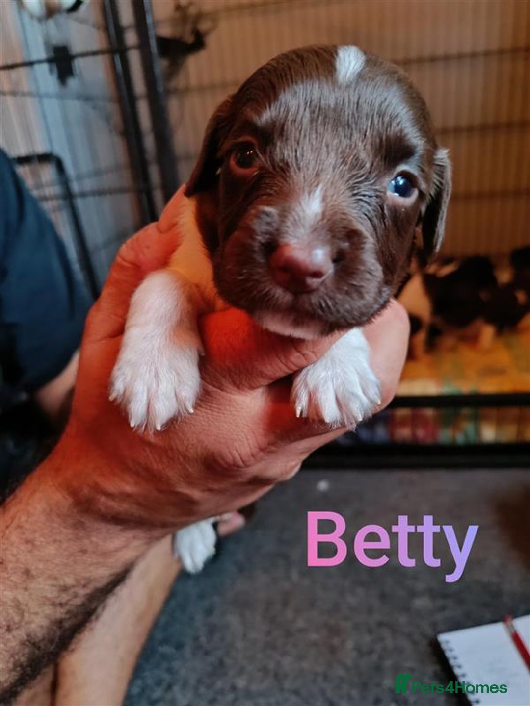 English Springer Spaniel dogs for sale: Working bred KC English Springer Spaniels puppies  - Image 11
