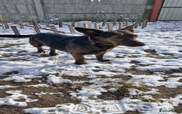 Mixed Breed dogs for adoption: 💖🐶 BUNIA 🐶💖 - Image 3