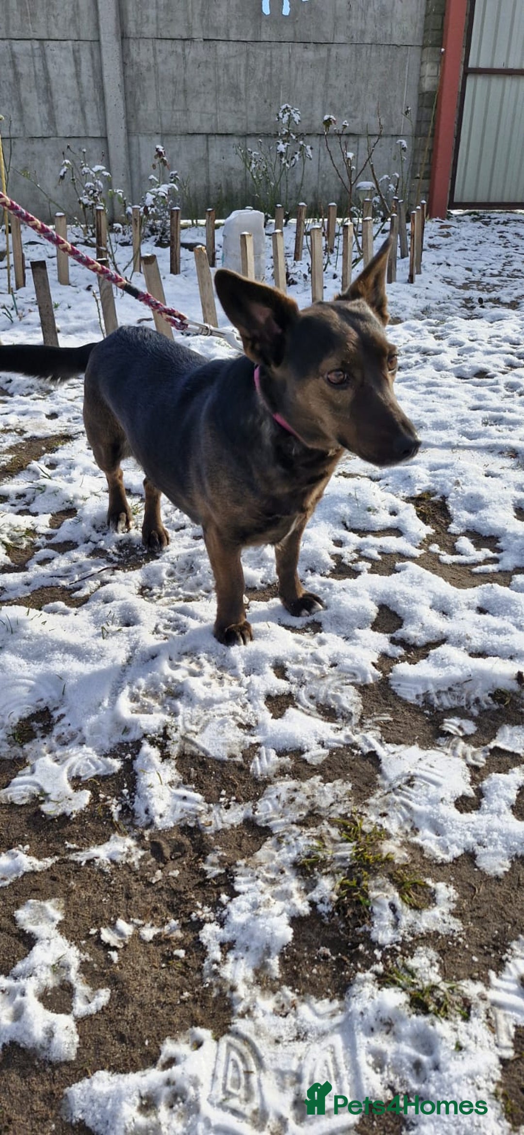 Mixed Breed dogs for adoption: 💖🐶 BUNIA 🐶💖 - Image 3