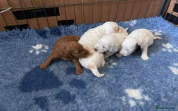 Cockapoo dogs for sale: Cockapoo - Image 2