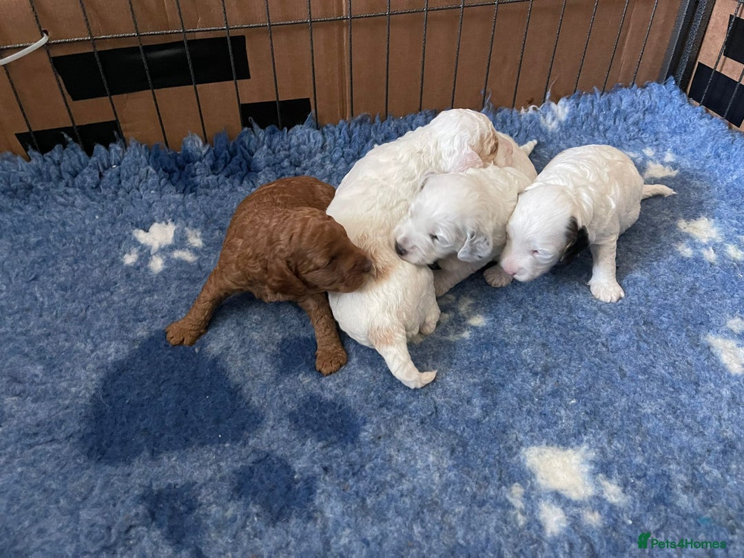Cockapoo dogs for sale: Cockapoo - Image 2
