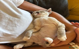 Devon Rex cats for sale: Beautiful cuddle Devon Rex boy - Image 2