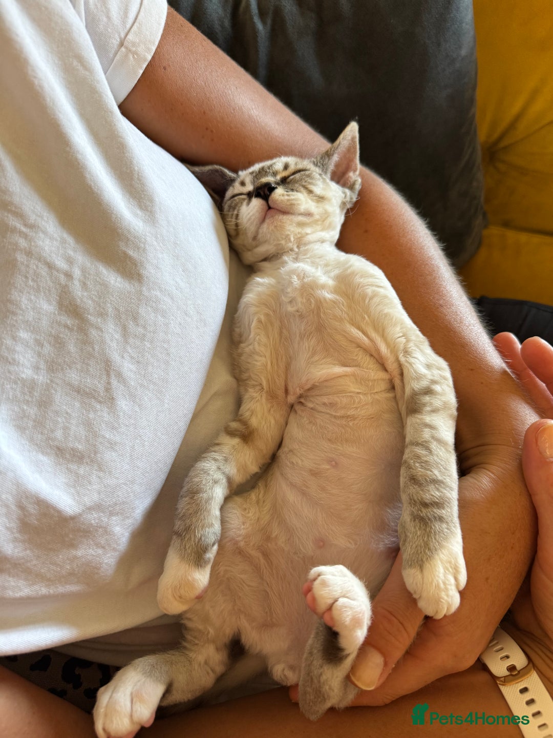 Devon Rex cats for sale: Beautiful cuddle Devon Rex boy - Image 2