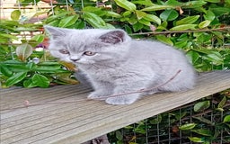 British Shorthair cats for sale: Beautiful British short-hair kittens  - Image 4