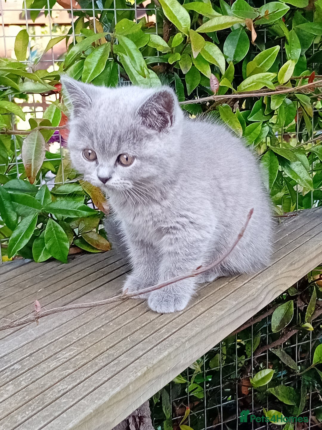 British Shorthair cats for sale: Beautiful British short-hair kittens  - Image 4