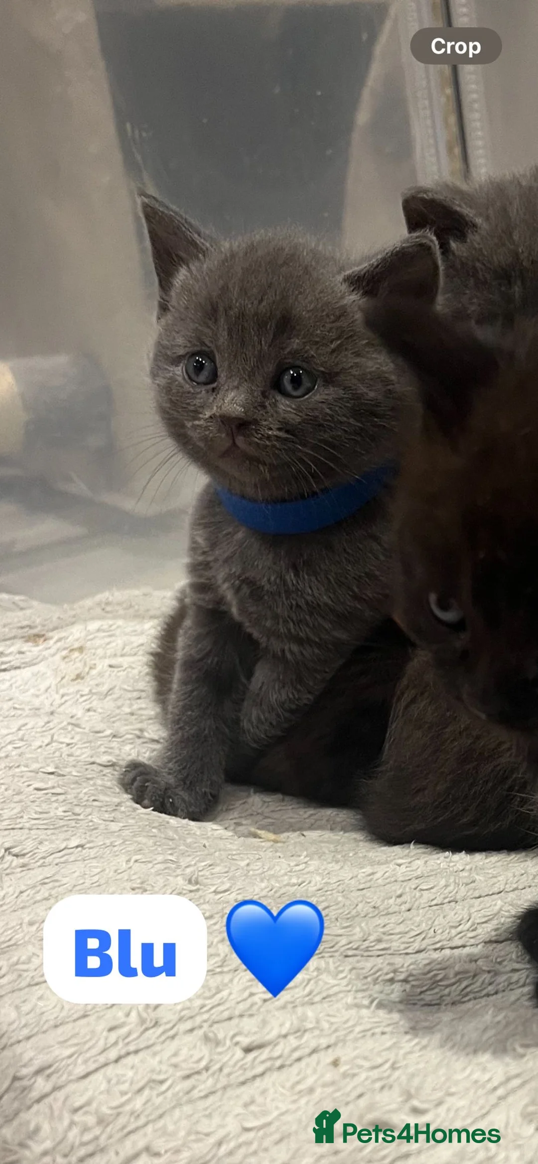 British Shorthair cats for sale: Beautiful British shorthair cross kittens🩵🩷 - Advert 11