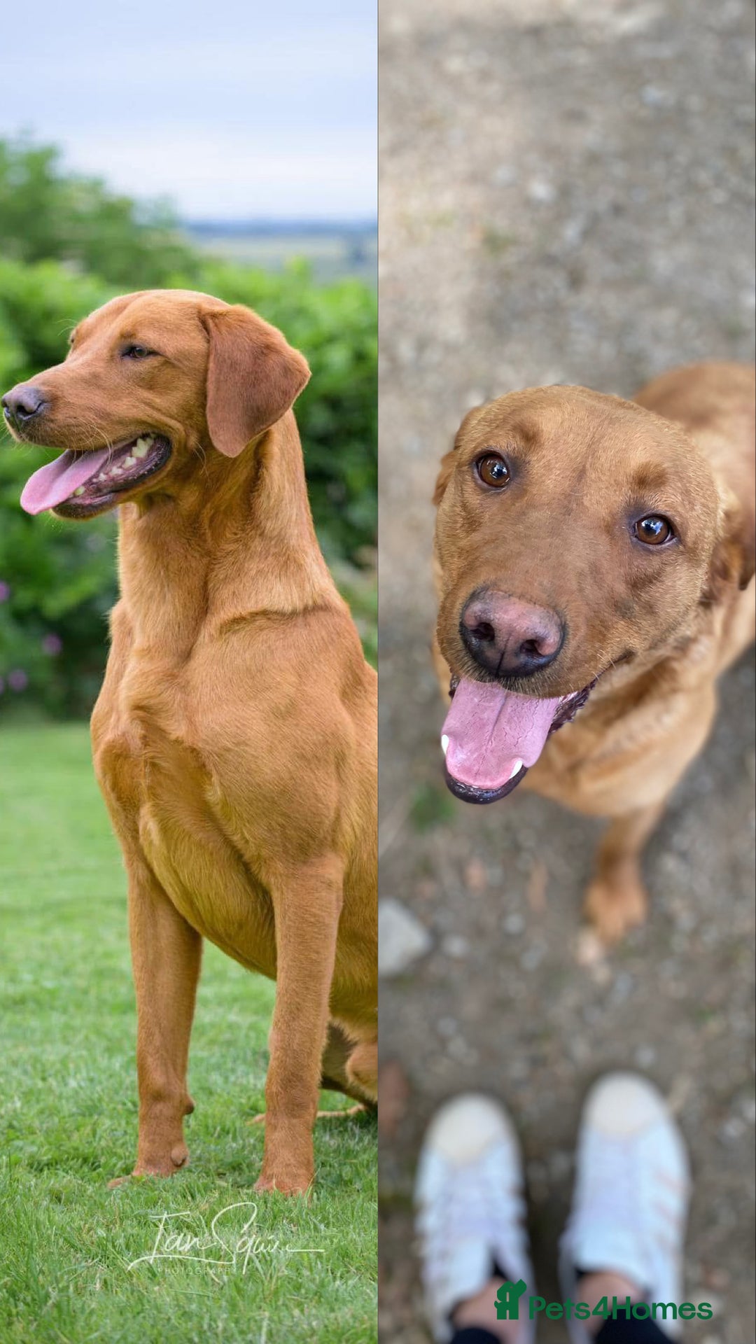 Labrador Retriever dogs for sale: KC Registered Litter of 9 fox red Labrador Puppies - Advert 1