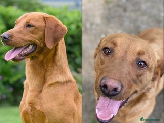 Labrador Retriever dogs KC Registered Litter of 9 fox red Labrador Puppies - Advert 6