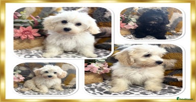 Maltipoo dogs in Newark - Advert 3