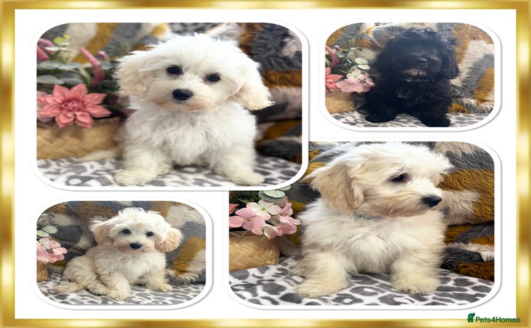 Maltipoo dogs in Newark - Advert 2