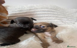 Chihuahua dogs for sale: Absolutely Stunning Little Chihuahua Puppies - Image 3