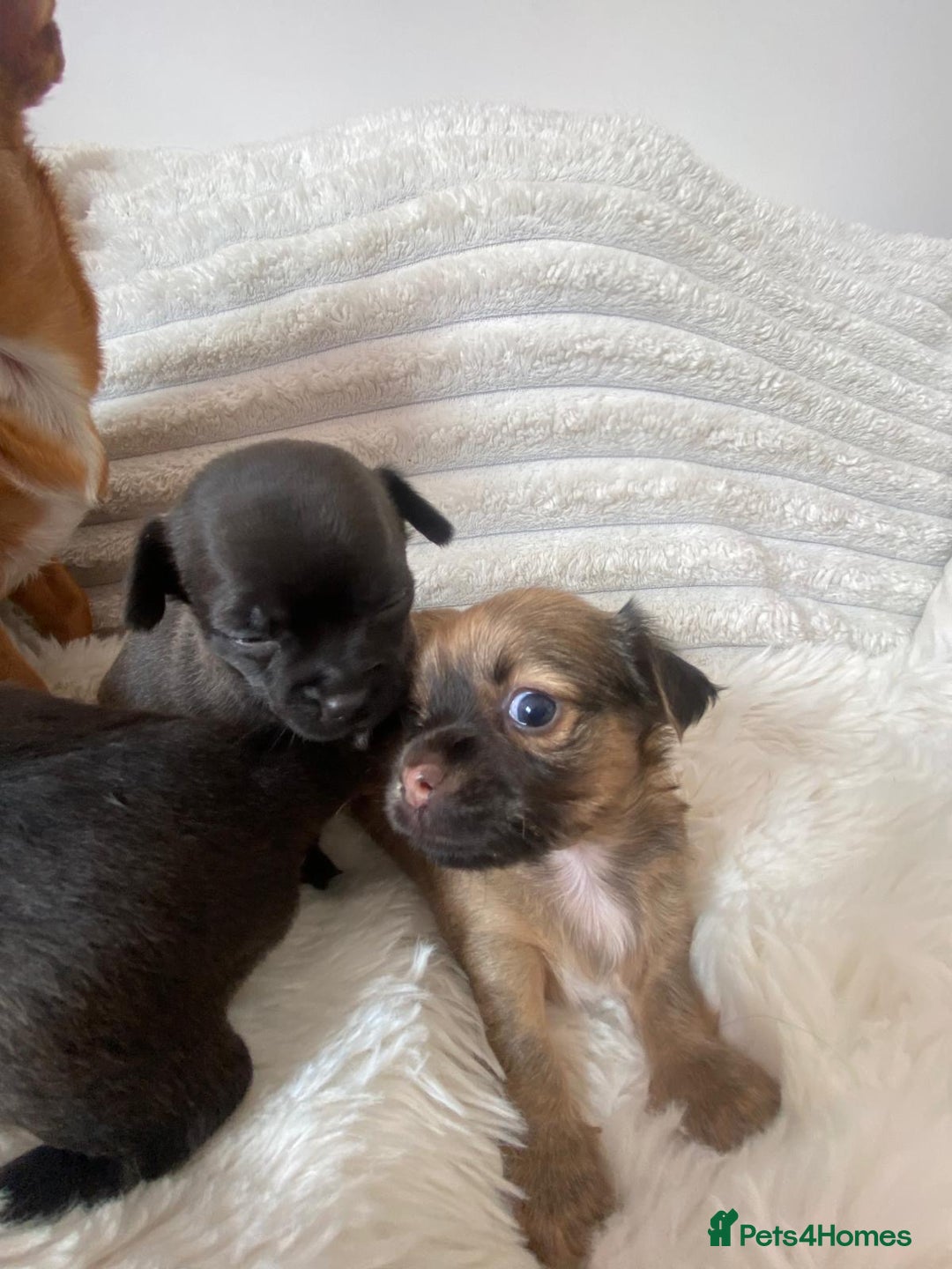 Chihuahua dogs for sale: Absolutely Stunning Little Chihuahua Puppies - Image 3