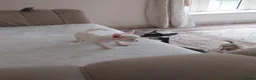 Chihuahua dogs for sale: Chihuahua puppies  in Kilmarnock - Advert 18