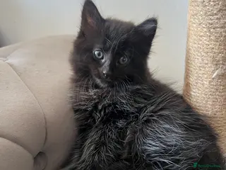 Mixed Breed cats 🐾Mixed-Breed Kittens Looking for Loving Homes! 🐾 - Advert 6