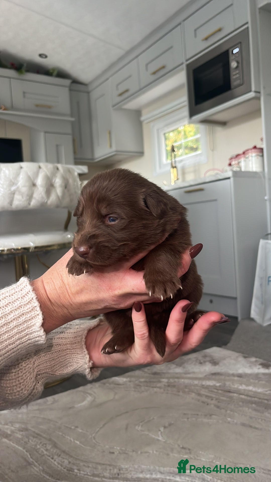 German Shepherd dogs for sale: Working KC GSD German shepherd puppies  - Image 6