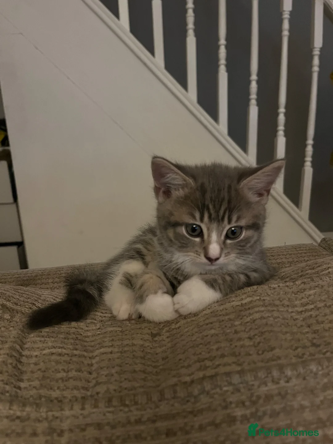 Mixed Breed cats for sale: Grey Male kitten  - Advert 2