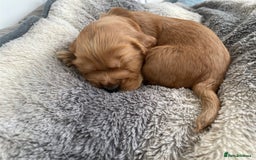 Cocker Spaniel dogs for sale: KC Reg Show Type Golden Cocker Spaniel puppies - Image 24