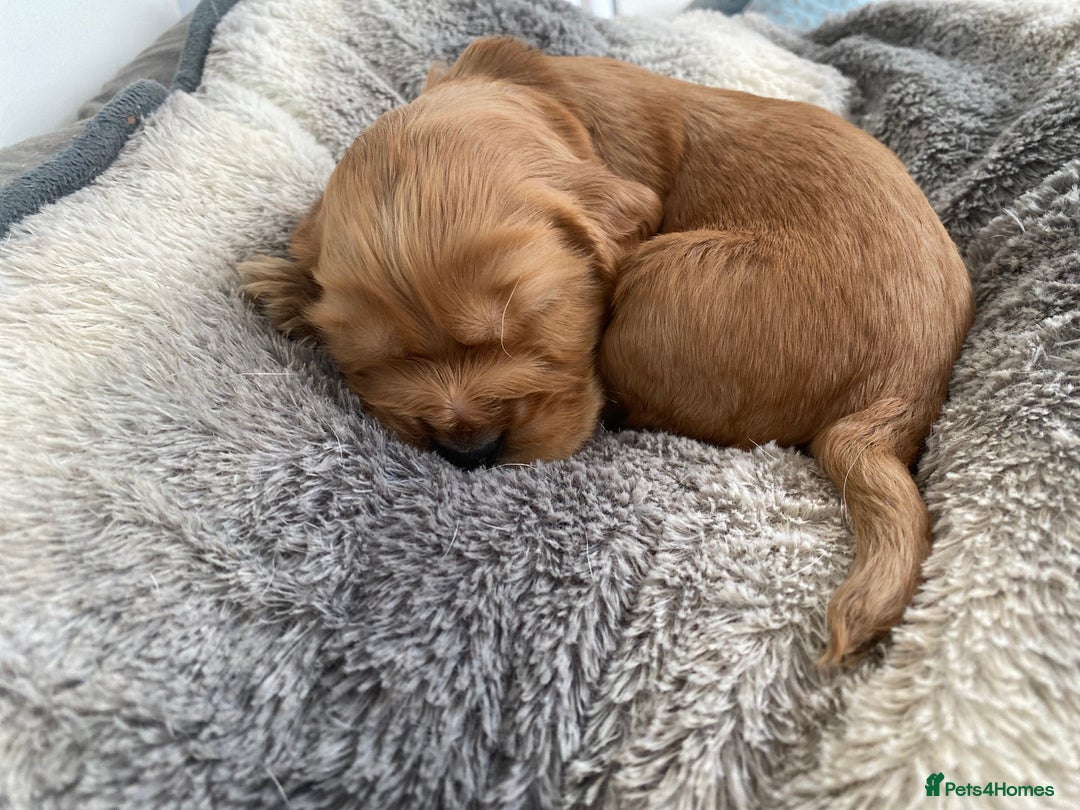 Cocker Spaniel dogs for sale: KC Reg Show Type Golden Cocker Spaniel puppies - Image 24