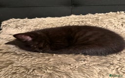 Mixed Breed cats for sale: Kittens  - Advert 13